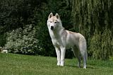SIBERIAN HUSKY 966
